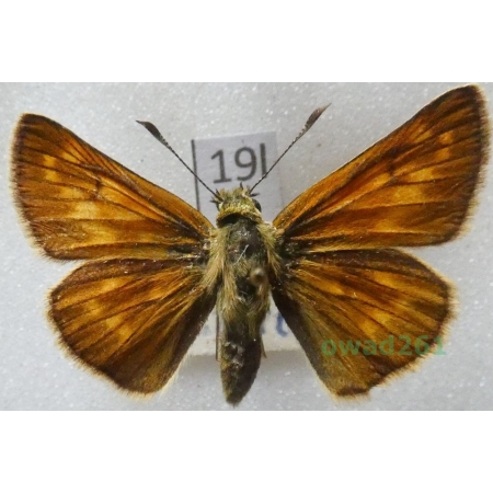 Ochlodes sylvanus (Esper, 1777) Czech19l